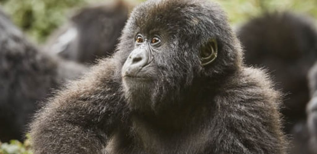 world-of-glamping-gorillas-nest-gorilla-trek-5.jpg