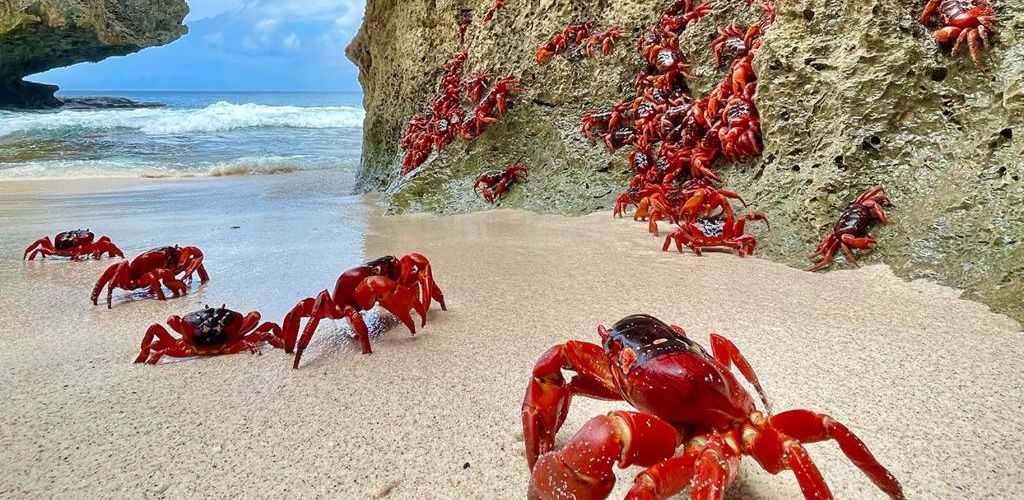crabs_swell lodge_Authentic luxury.jpg