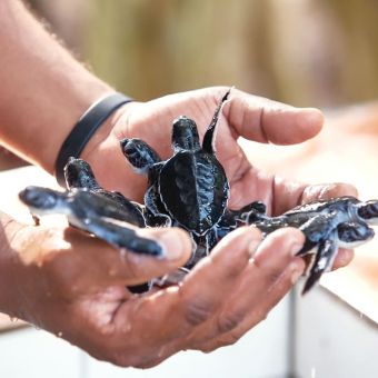 world-of-glamping-wa-ale-wildlife-conservation-turtle.jpg