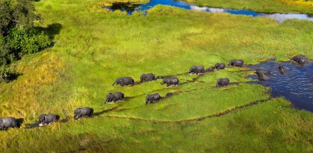 Khwai Leadwood elephants crossing.jpg